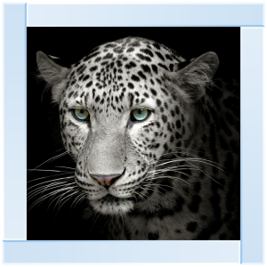 Leopard sparkle